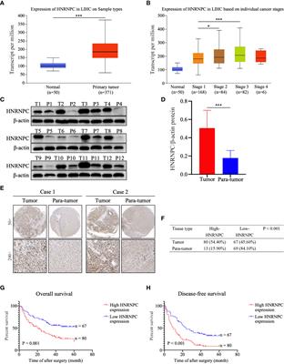 Suppression of Heterogeneous Nuclear Ribonucleoprotein C Inhibit Hepatocellular Carcinoma Proliferation, Migration, and Invasion via Ras/MAPK Signaling Pathway